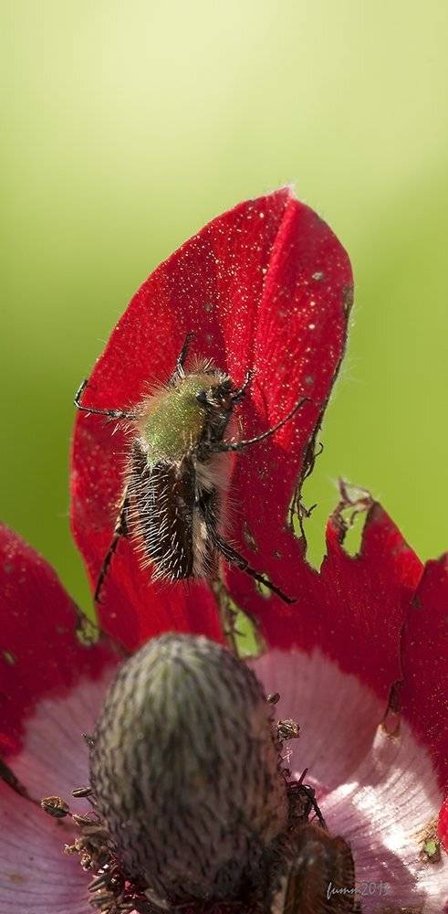 , Игорь ФУММ