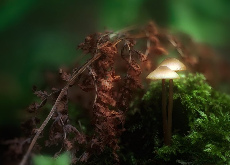 Влюбленные... фото превью