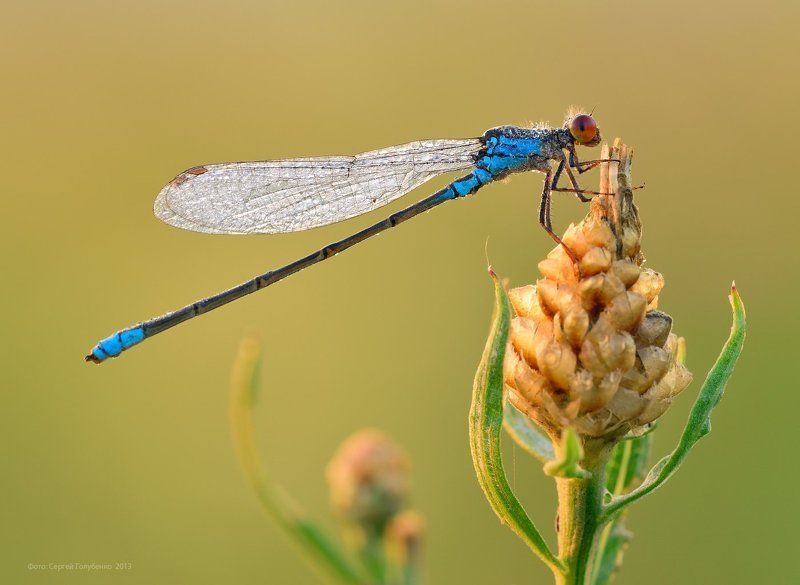 Красноглазка фото превью