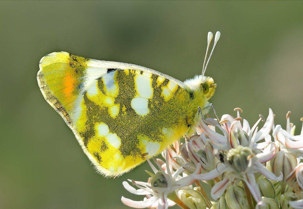 zegris, eupheme, Евгений Комаров