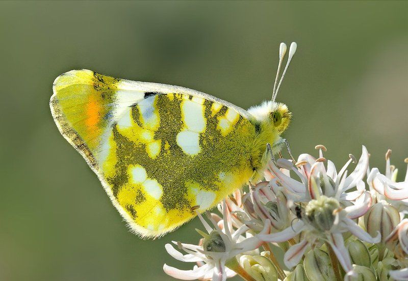 zegris, eupheme На просвет фото превью
