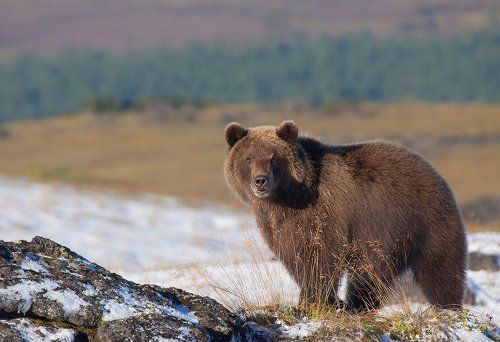 Хозяин пришел