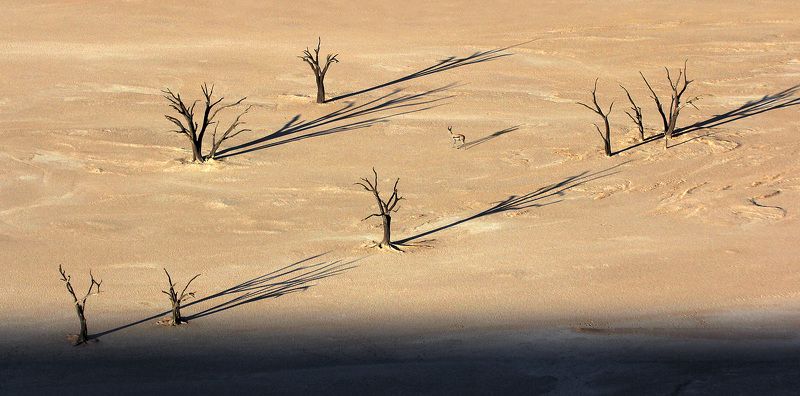 Сказка о глупом козёлике, за деревьями не разглядевшем леса фото превью