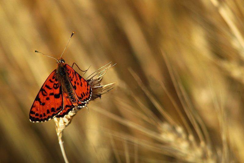 бабочки, butterflies, пеперуди Лето живет в крылья бабочки фото превью