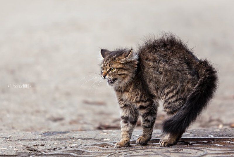 Не подходи! фото превью