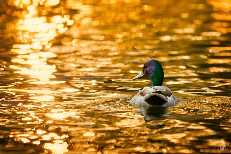 Плывущий по золоту фото превью