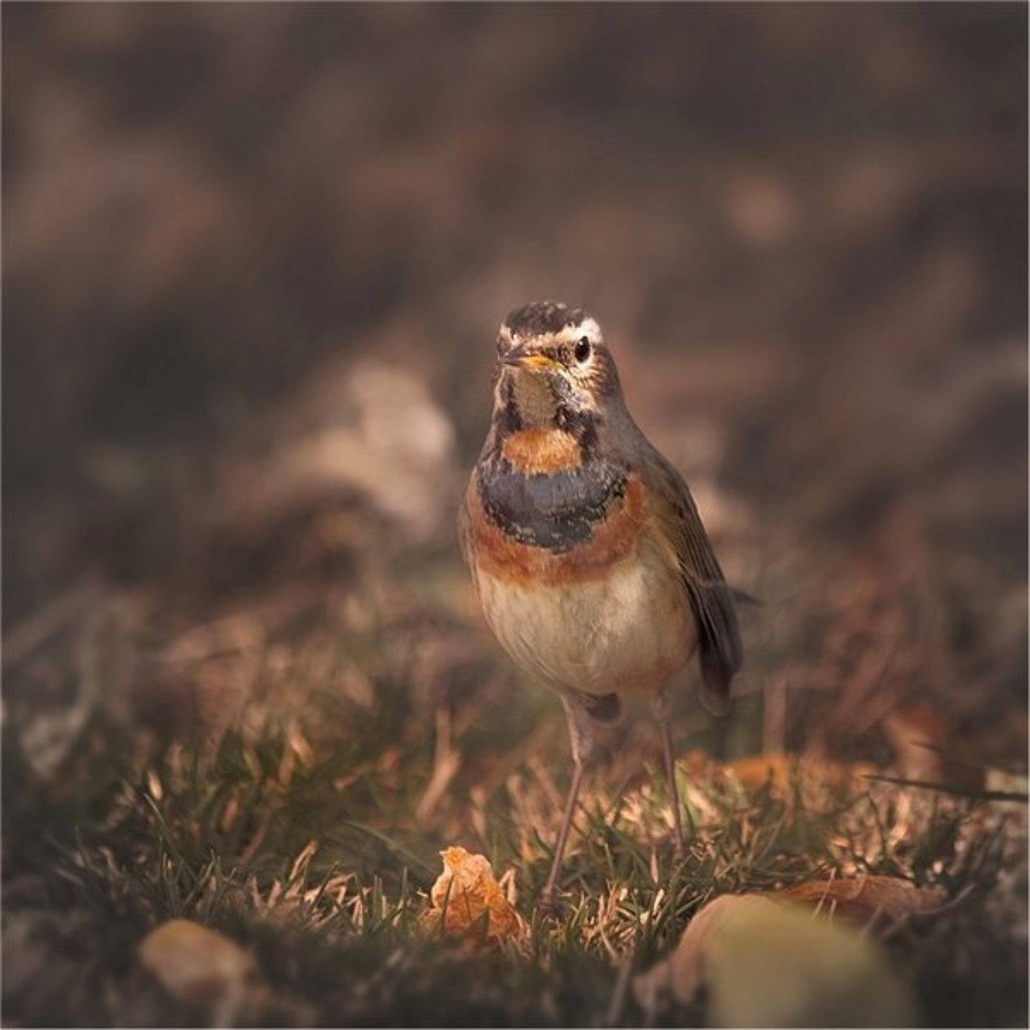 , Дмитрий Алексеев