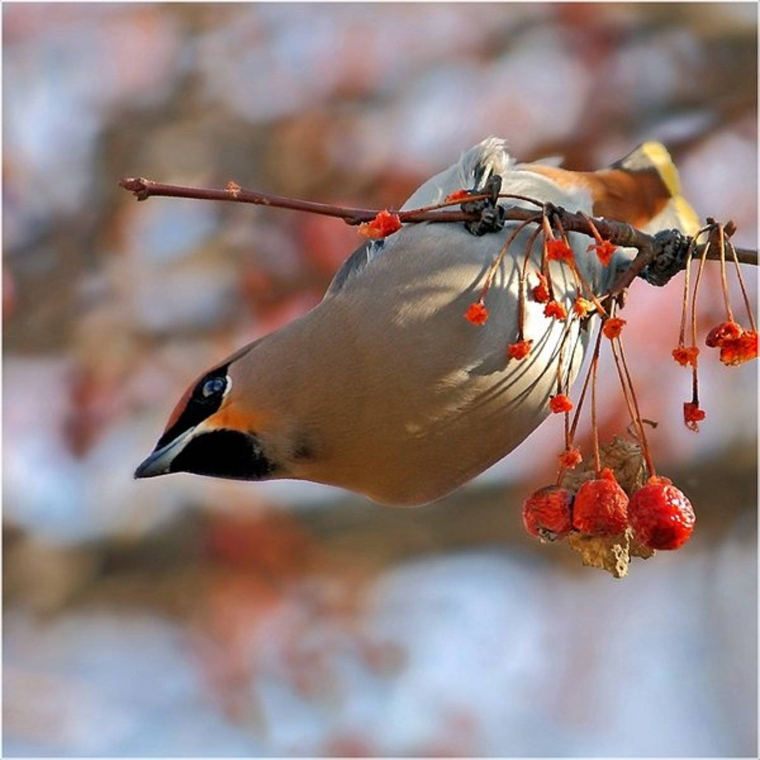 , Дмитрий Алексеев