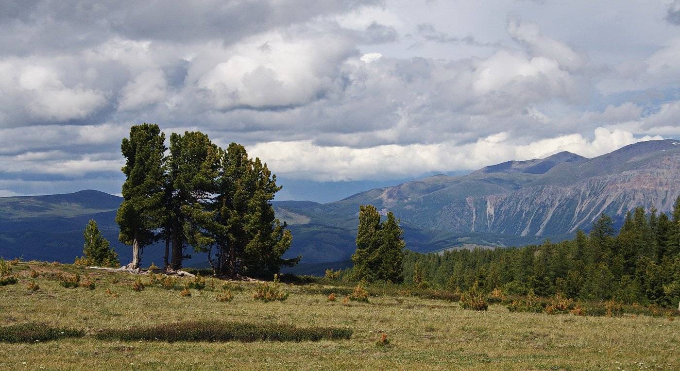 алтай, кедры, Евгений Комаров