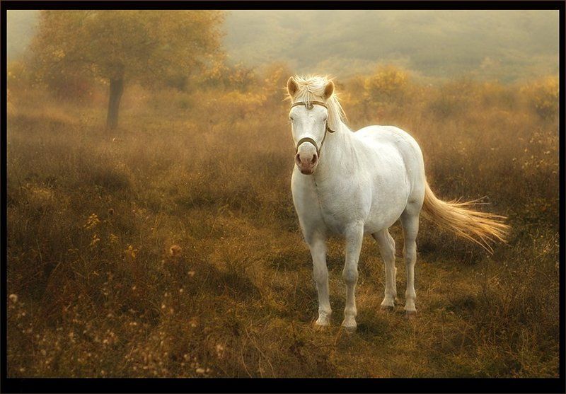 Сказка о рыцаре и принцессе фото превью