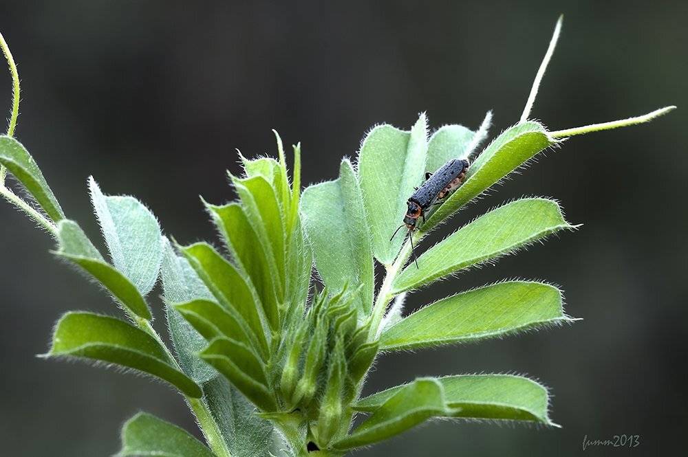 , Игорь ФУММ