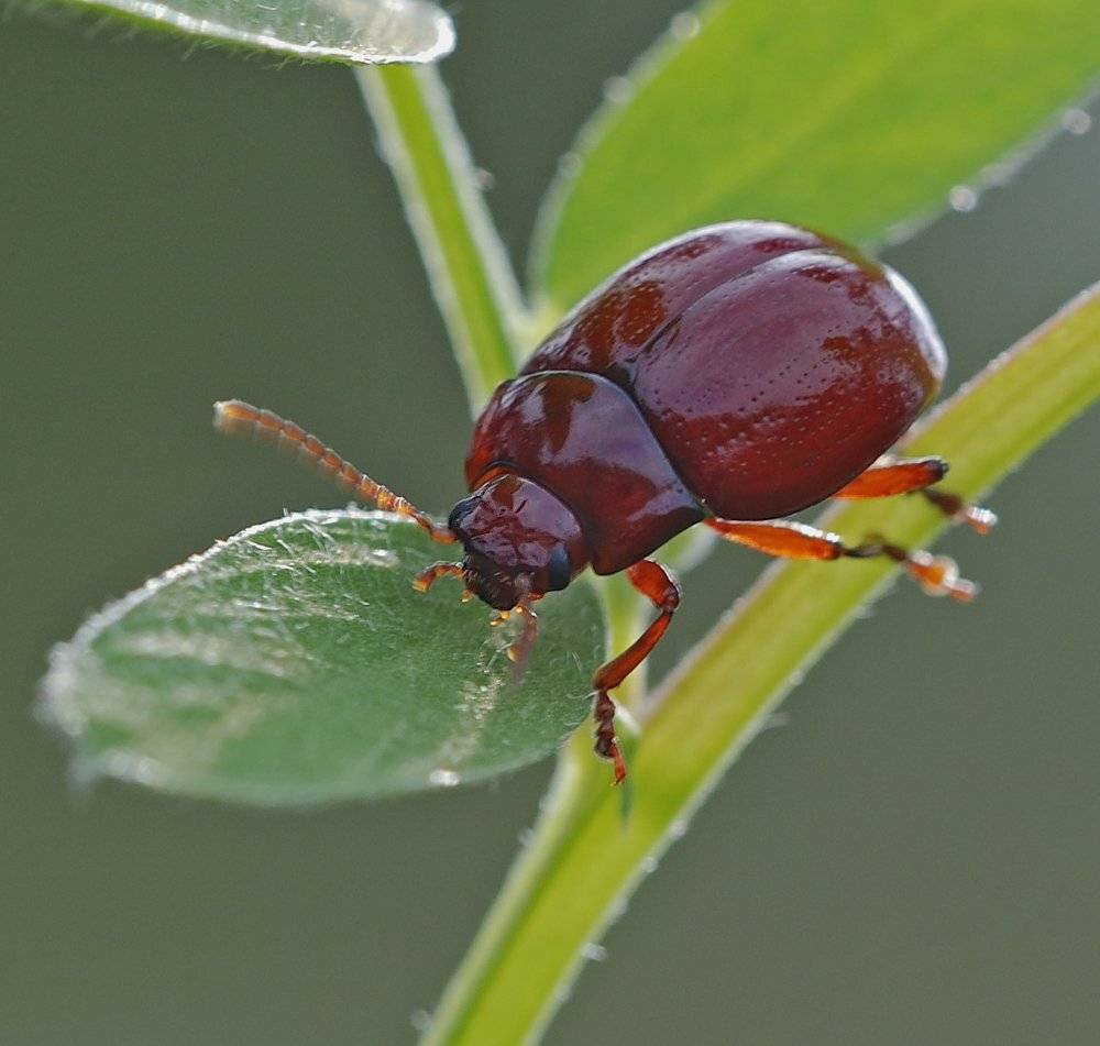 , Игорь ФУММ