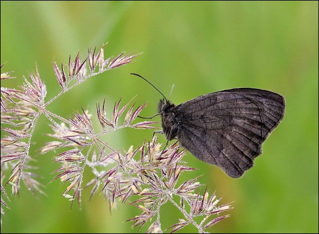 , Андрей Корочкин