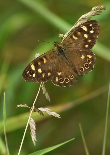 Кареглазка