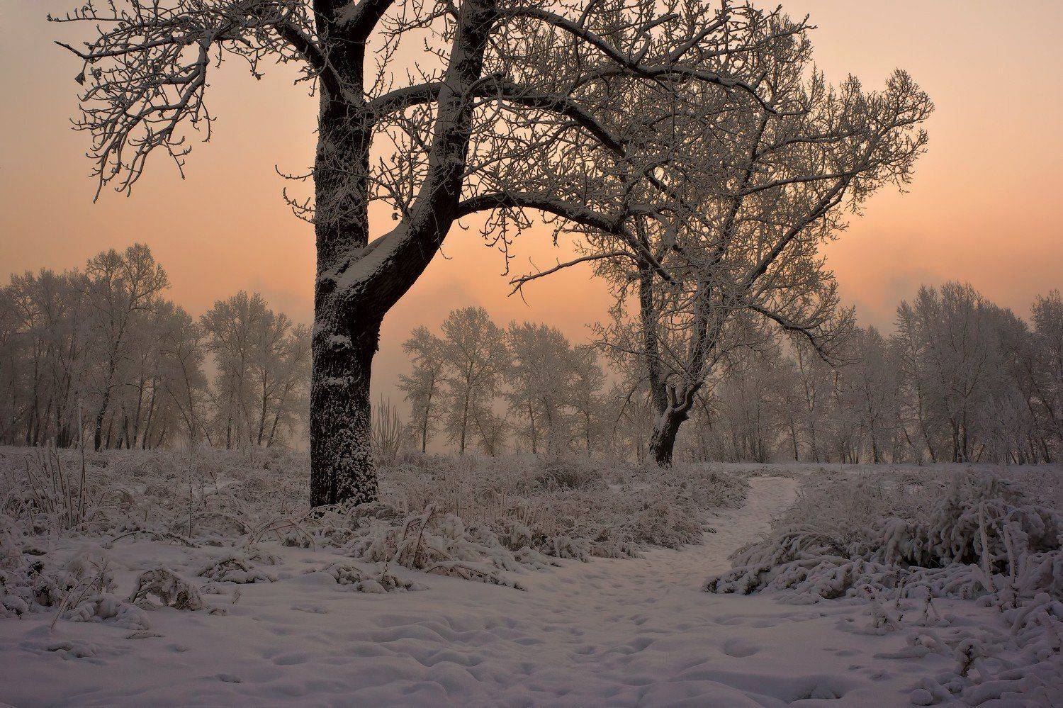 , Криволуцкий Игорь