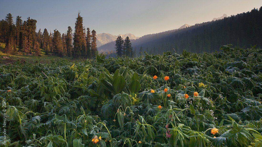 ергаки, природа, сибирь, россия, лес, огоньки, купальница азиатская, жарки, иней, тайга, горы, утро, Александр 'Horimono' Нерозя