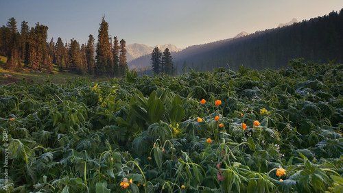 Утро в Ергаках