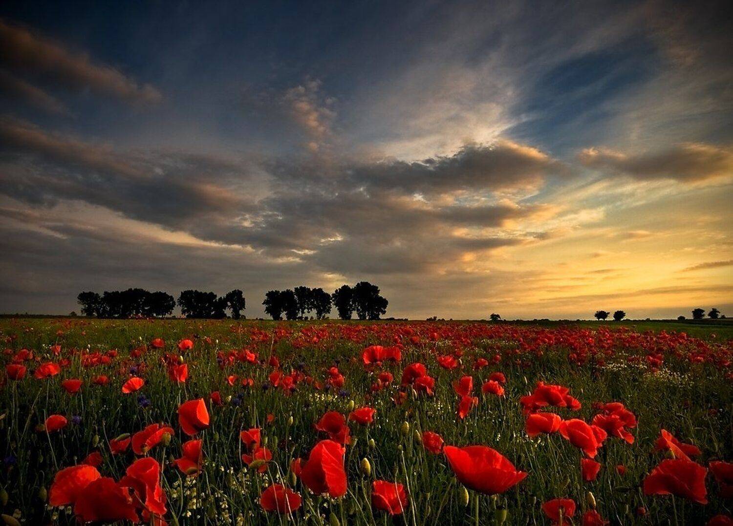 , Miroslaw Grobelski