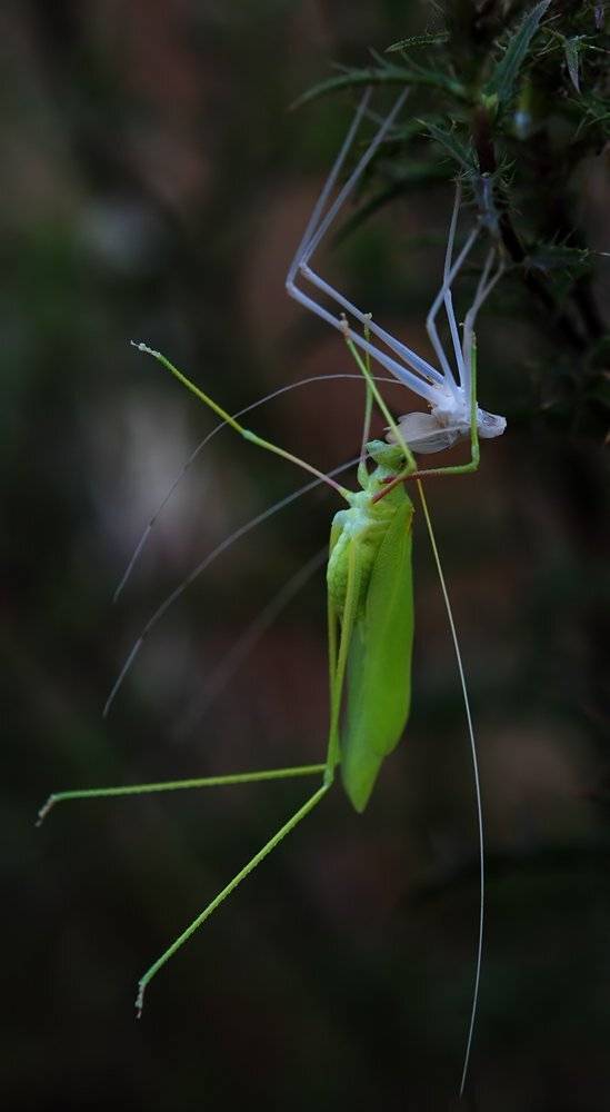 , Игорь ФУММ