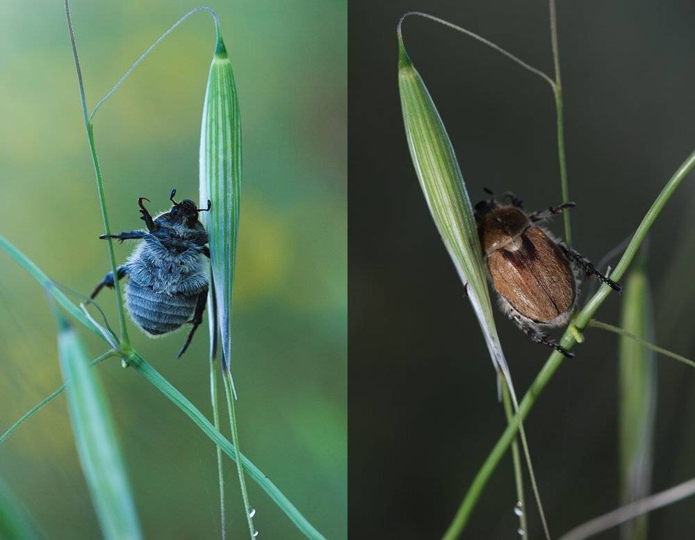 , Игорь ФУММ