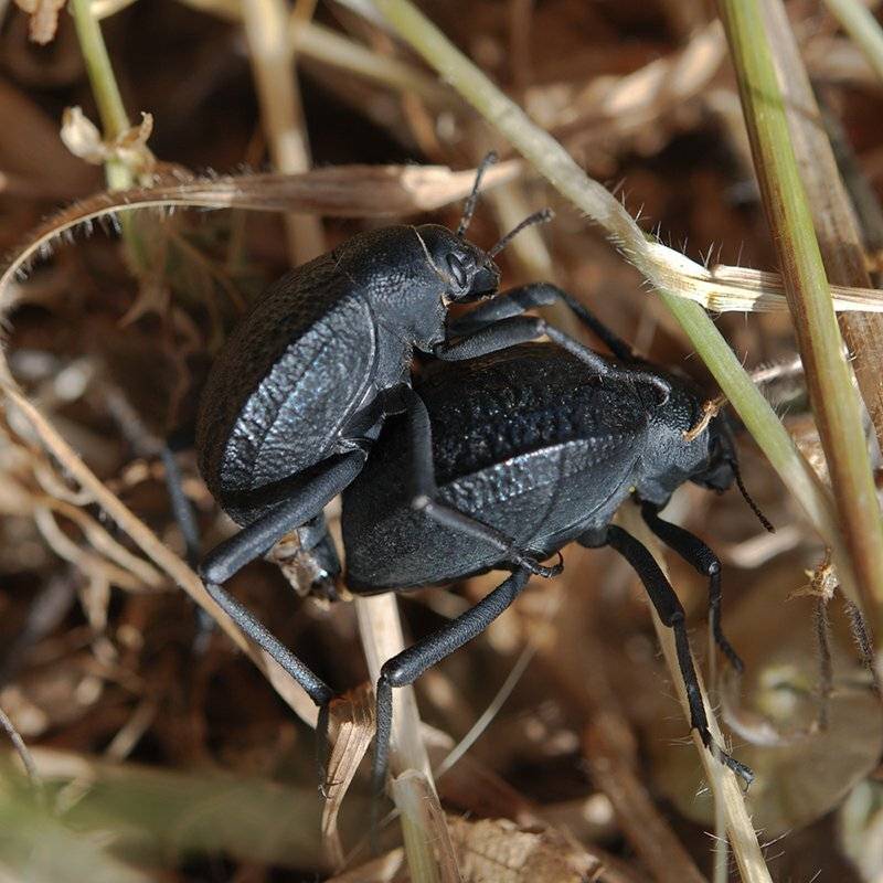 , Игорь ФУММ