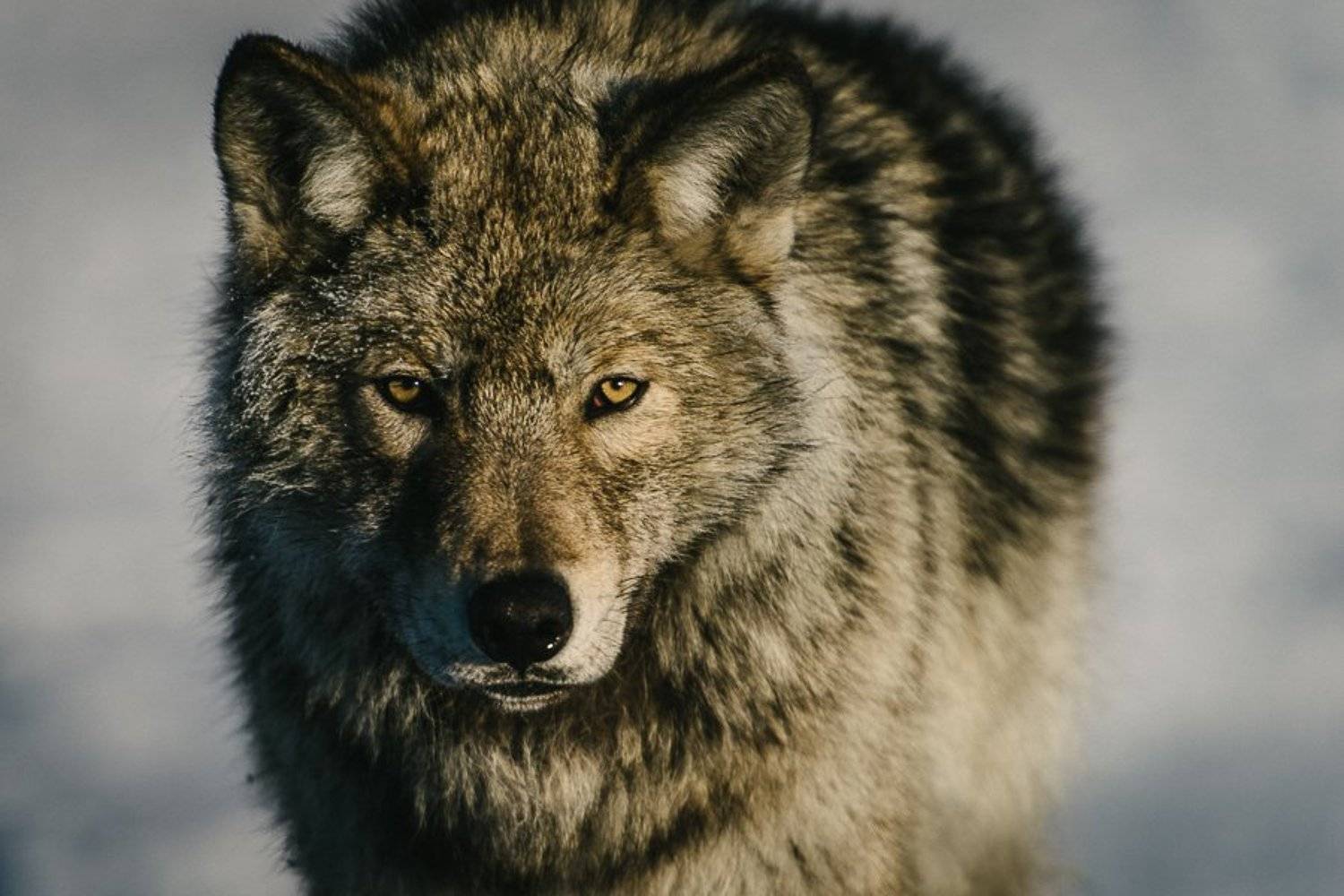 , Иван Кислов