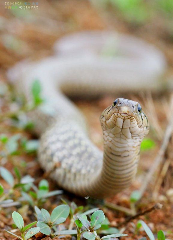 Змея тени сильно фото превью