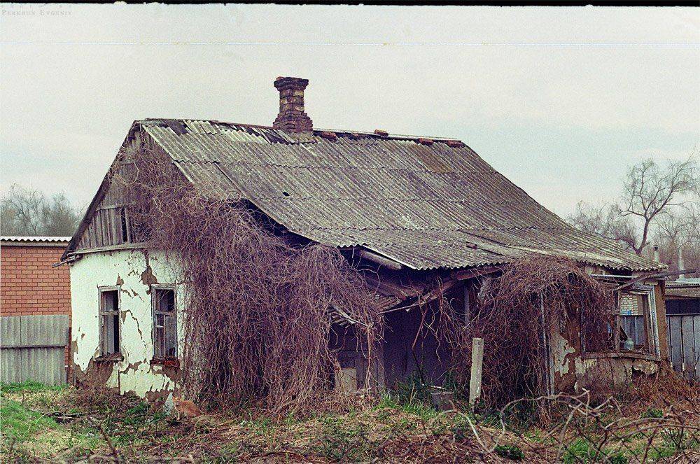 кот, пленка, зенит, дом, Перхун Евгений