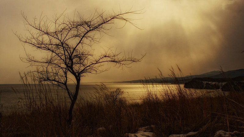 деревце фото превью