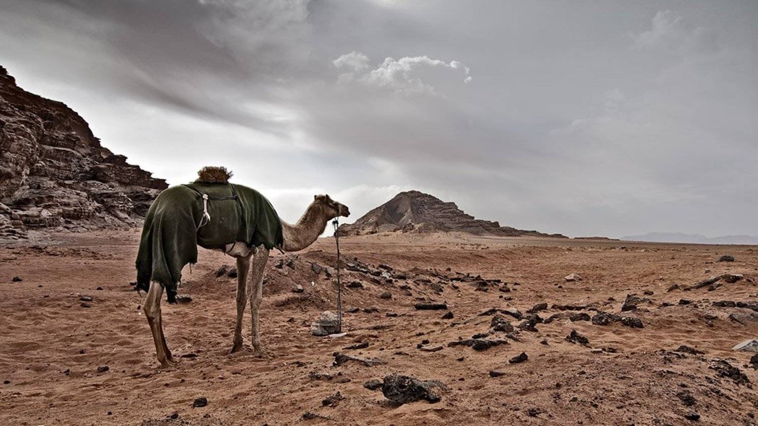 jordan, january, desert, camel, dreams, mars, иордания, январь, пустыня, верблюд, мечты, марс, Дмитрий Тимошин