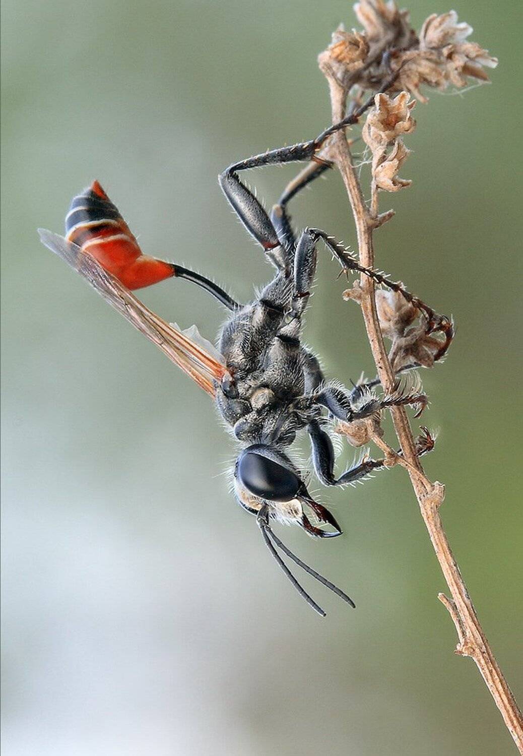 , Евгений Комаров