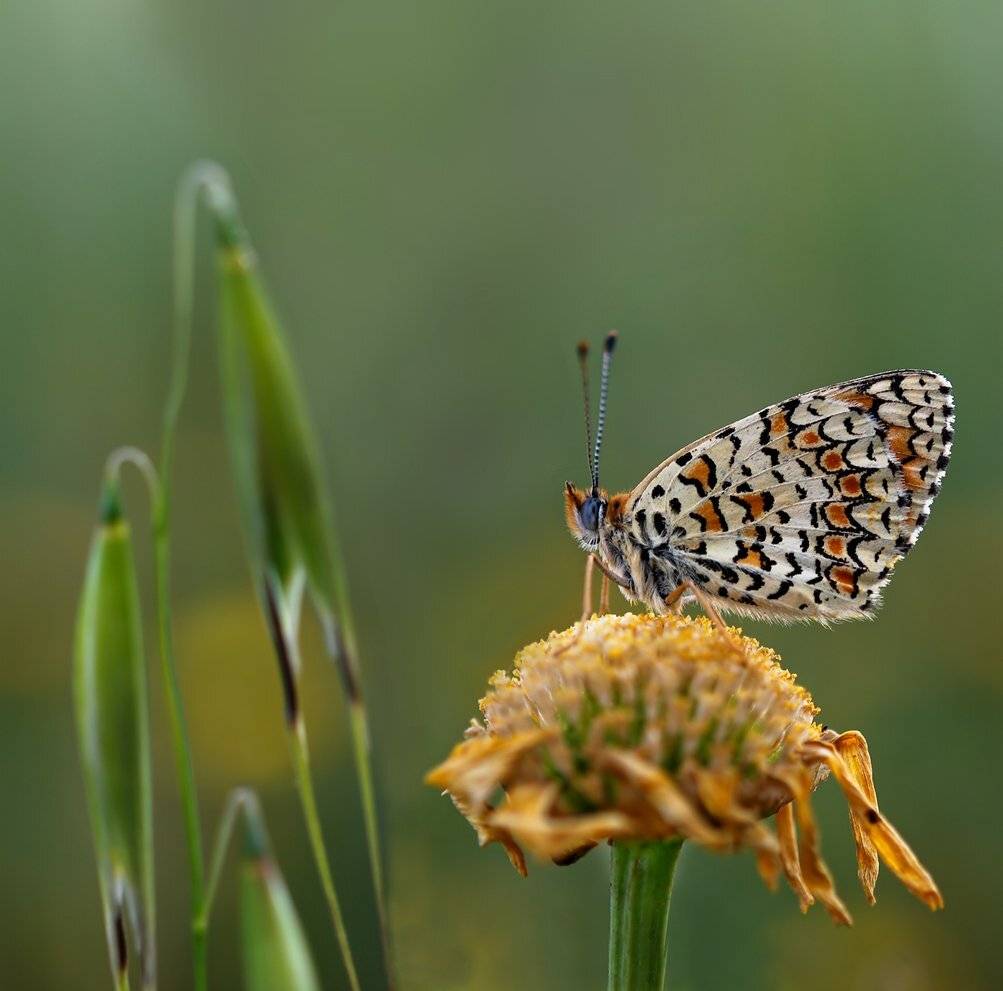 , Игорь ФУММ