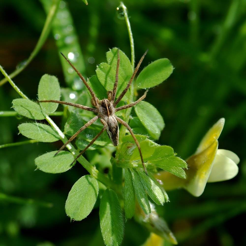 , Игорь ФУММ