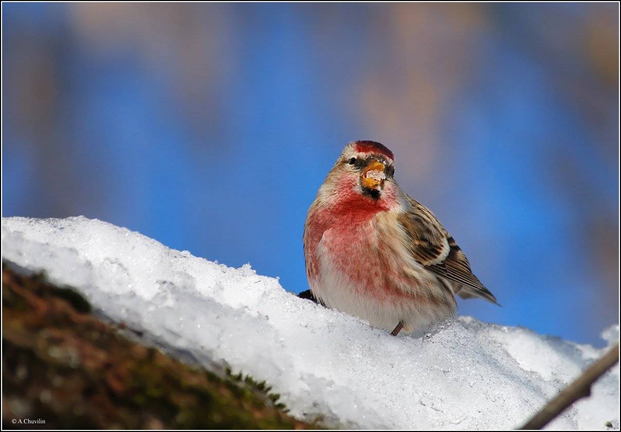 самец,чечётка,талый,снег,клюёт, Александр Чувилин
