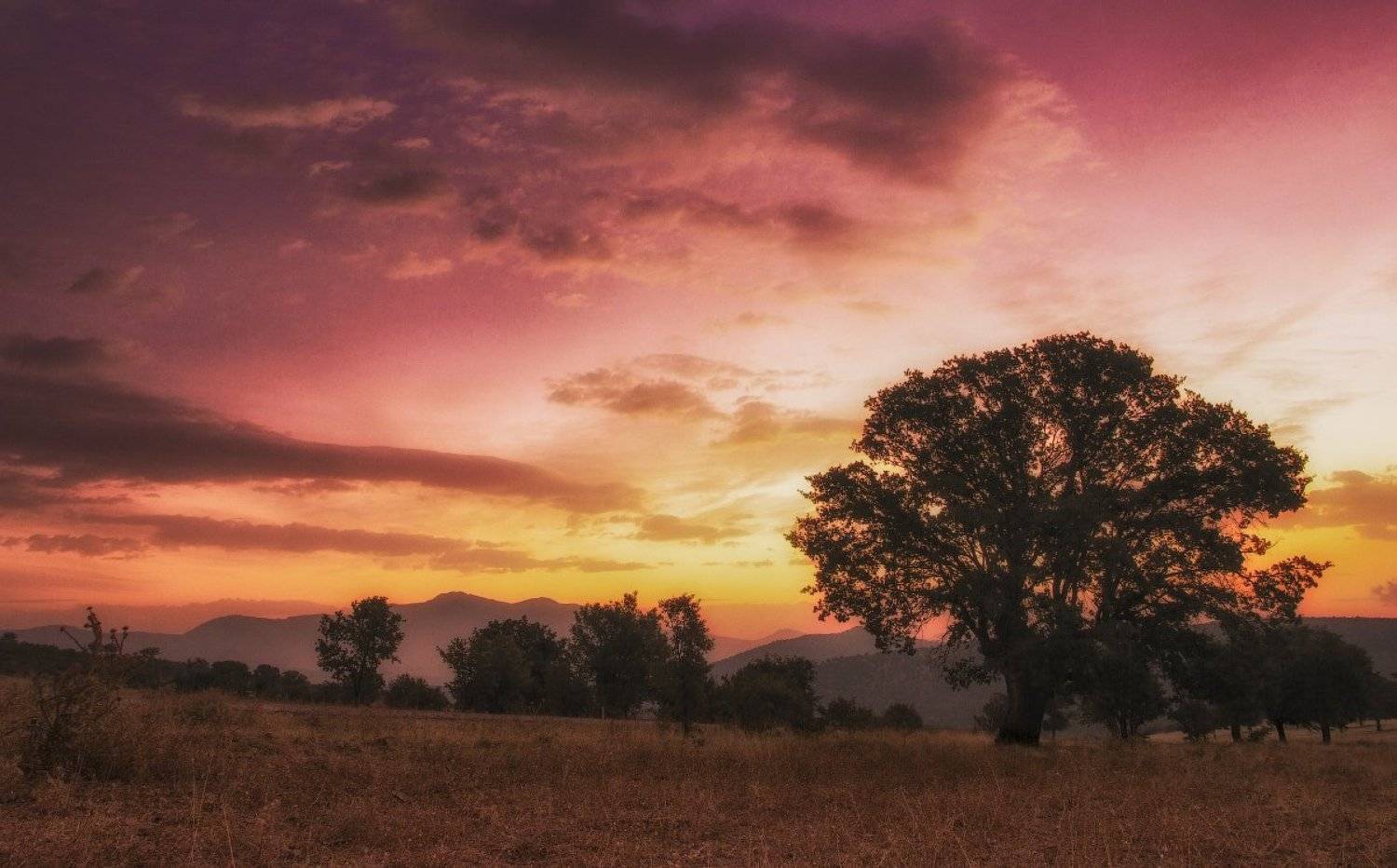 , Гамидов Мурад