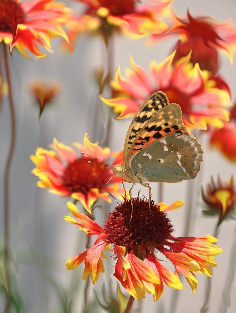 , Игорь Олейник