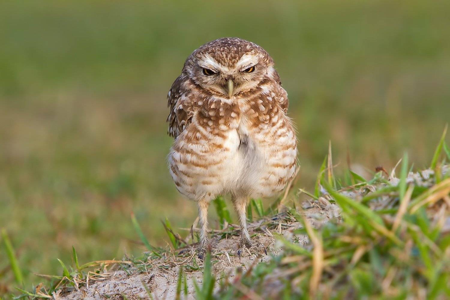 кроличьи сычи, птицы, бразилия, Елена Давыдова
