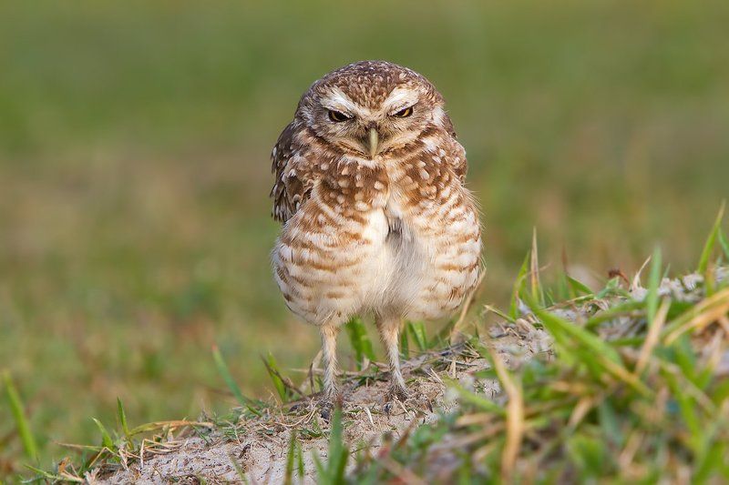 кроличьи сычи, птицы, бразилия Thanks God, it\'s Friday! фото превью