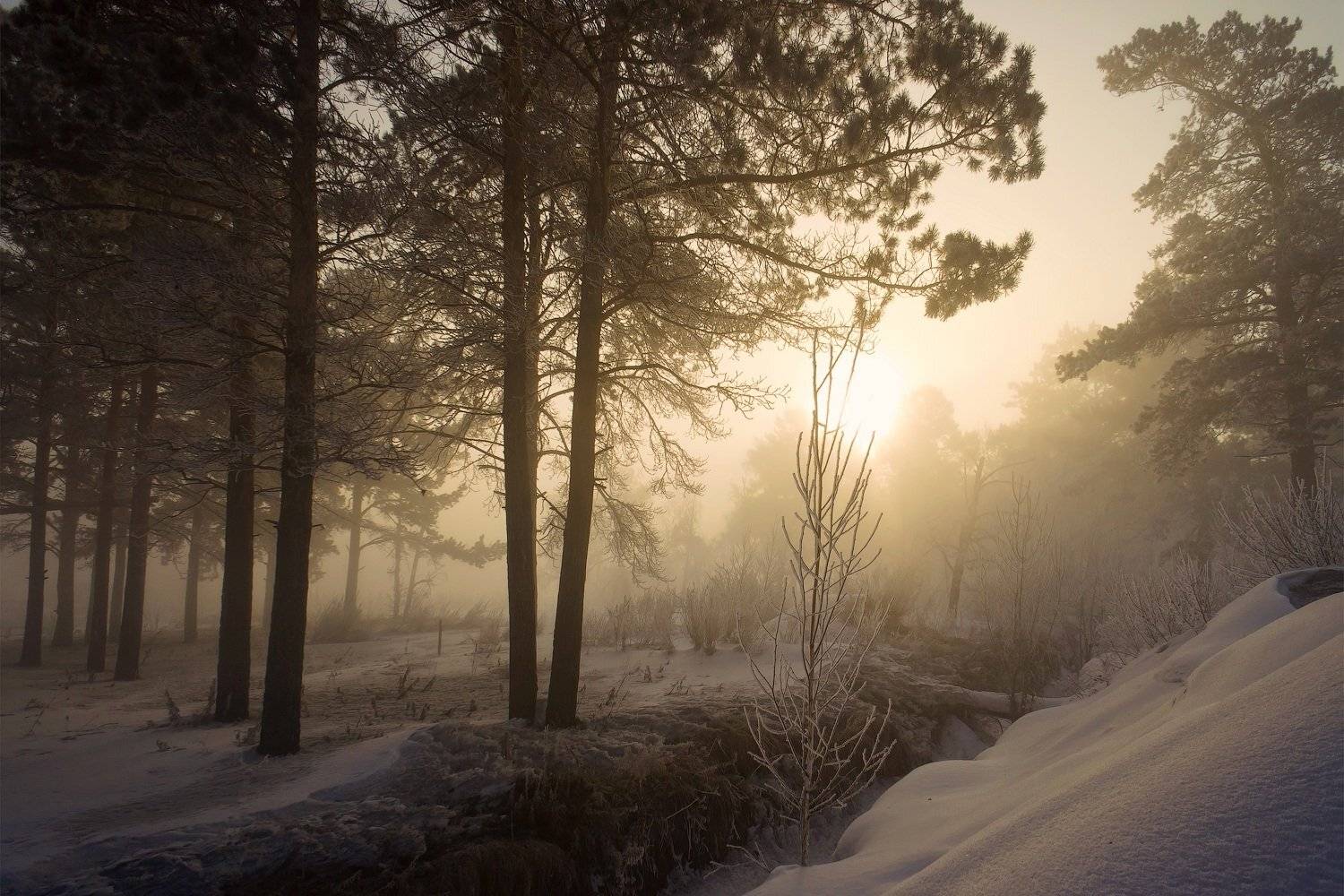 , Криволуцкий Игорь