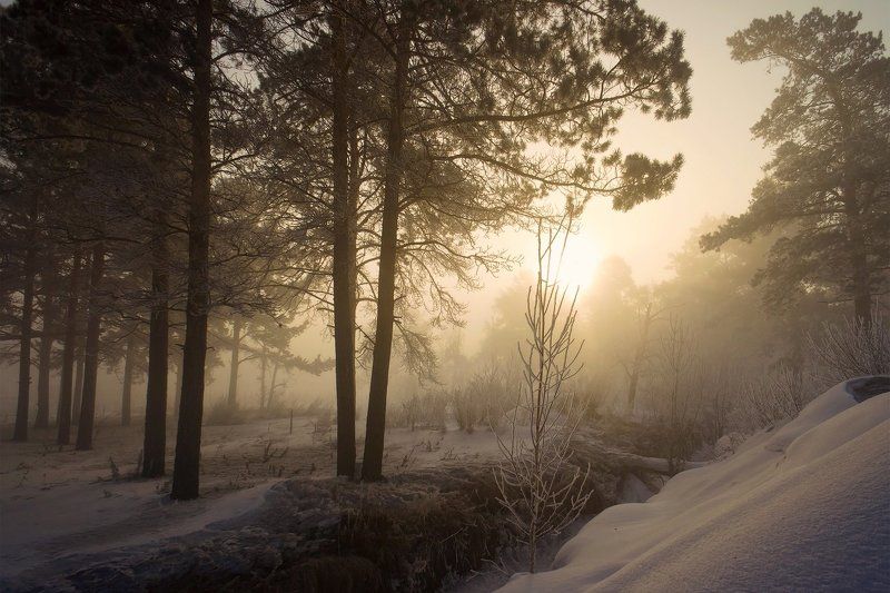 Туманное утро ранней весны фото превью