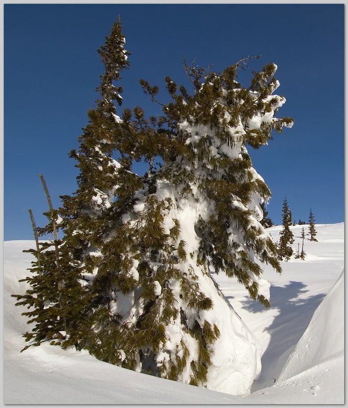 Pro Весенний Шерегеш фото превью