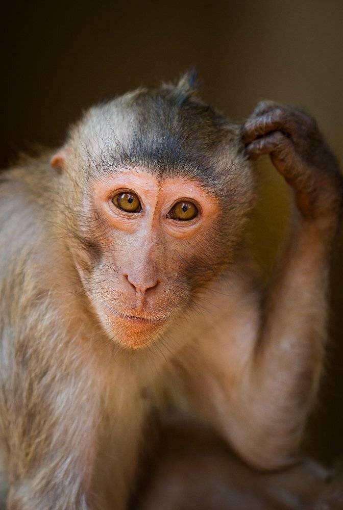 таиланд, мартышка, Svetlana Golicyna