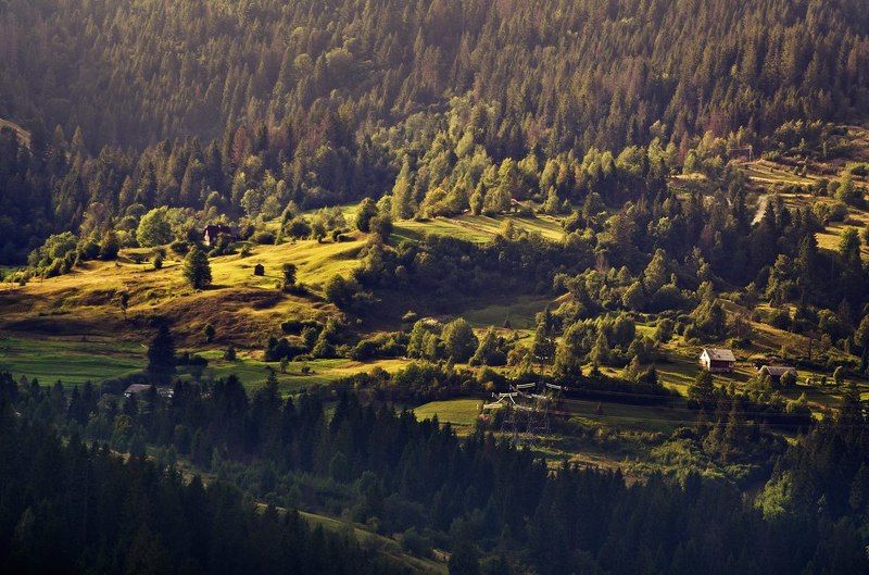 Фотосинтез фото превью