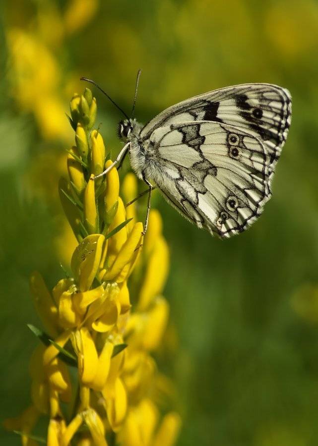 , Чепленко Алексей