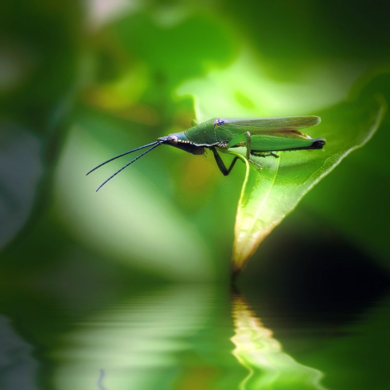 А может нырнуть? фото превью