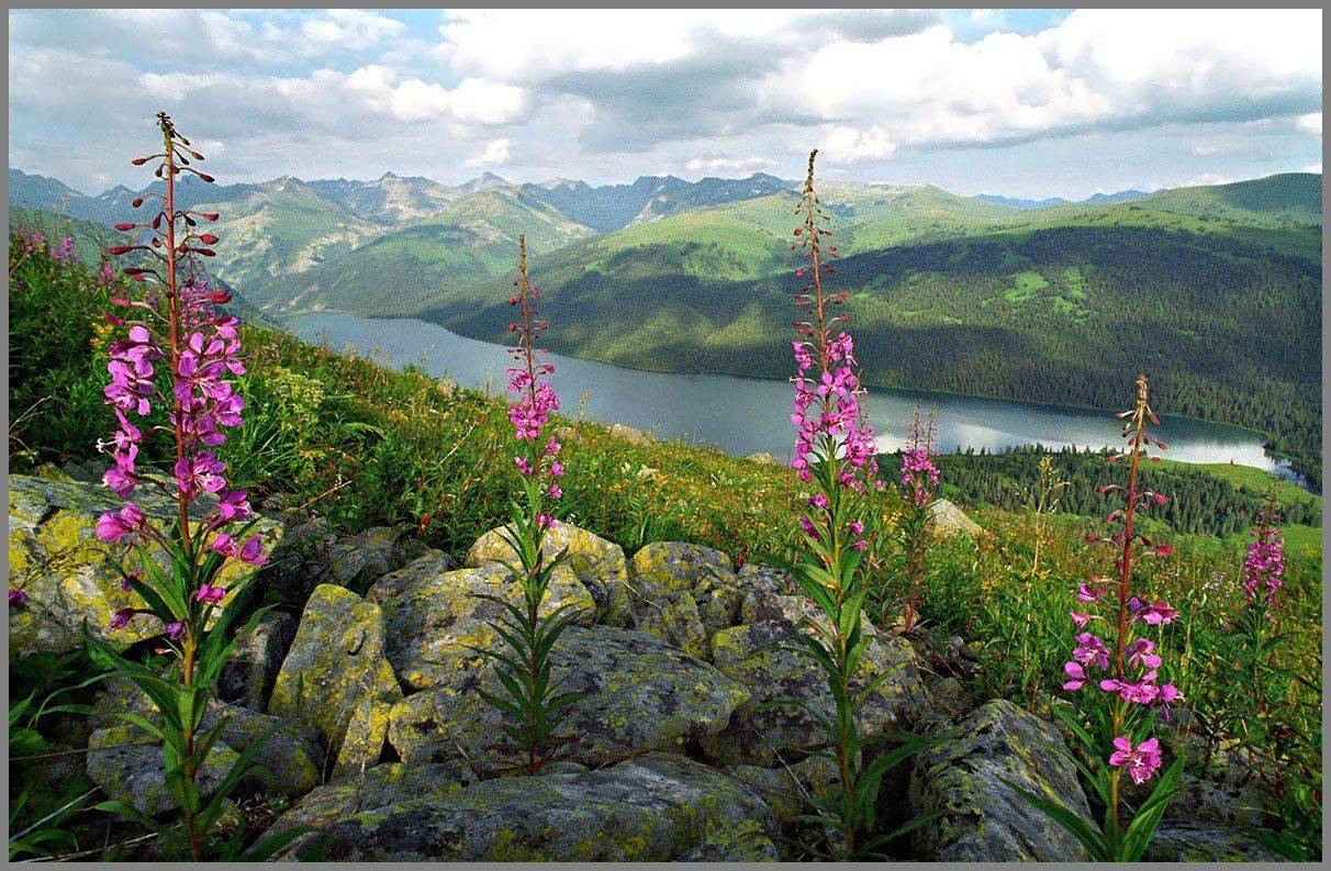 алтай, катунский хр. оз.тальменное, кипрей, АНАТОЛИЙ ДОВЫДЕНКО