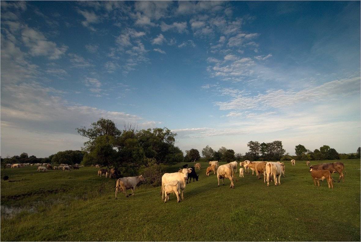 , Николай Шахманцир