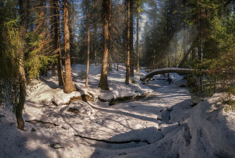 Солнце в лесу фото превью