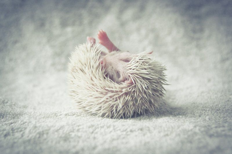 Hedgehog фото превью
