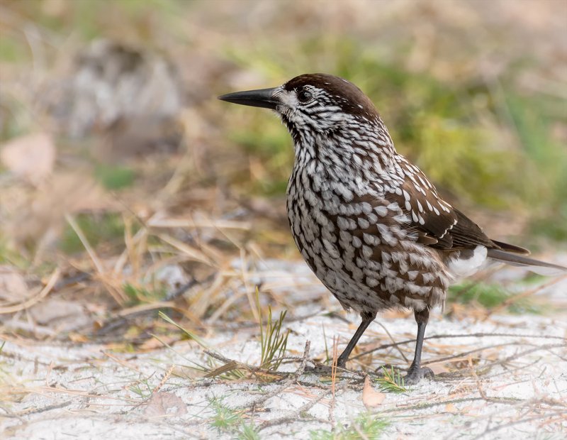 птица, кедровка, Кедровка.. фото превью